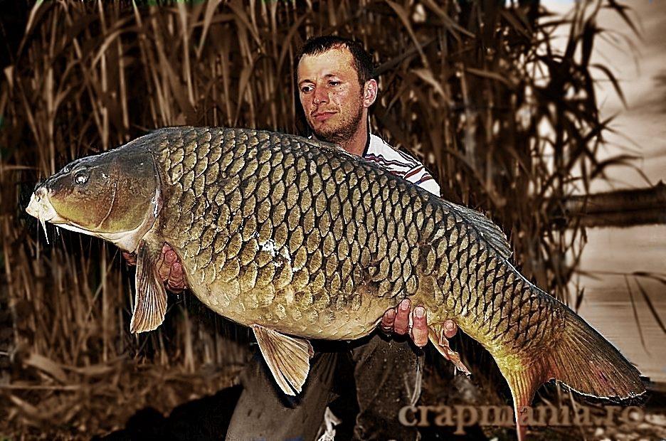 CONCURS LIKE-URI  - VOT PE FACEBOOK  - Iohan